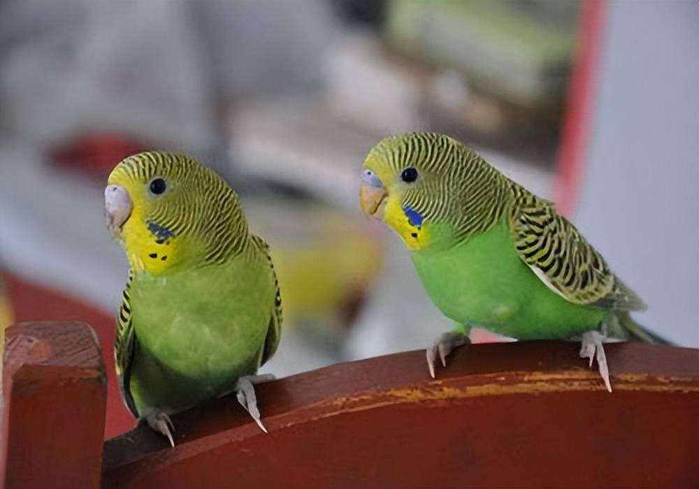 貓咪喂食時間_喂食時間_紅山動物園熊貓喂食時間