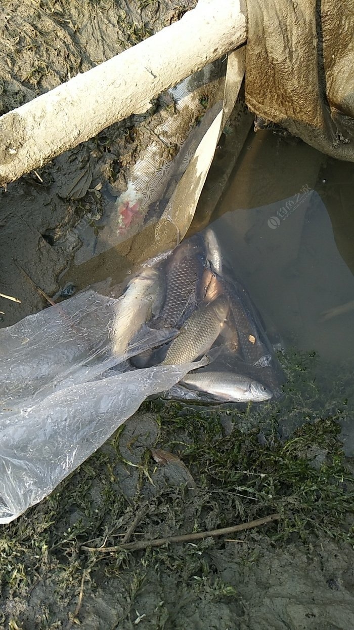 在夏季釣流水中釣魚需要注意的時期，你知道嗎？