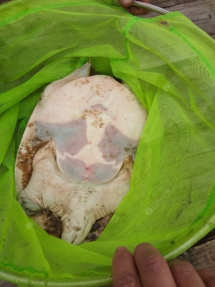下野釣鯽魚的方法和技巧！（釣魚技巧）！