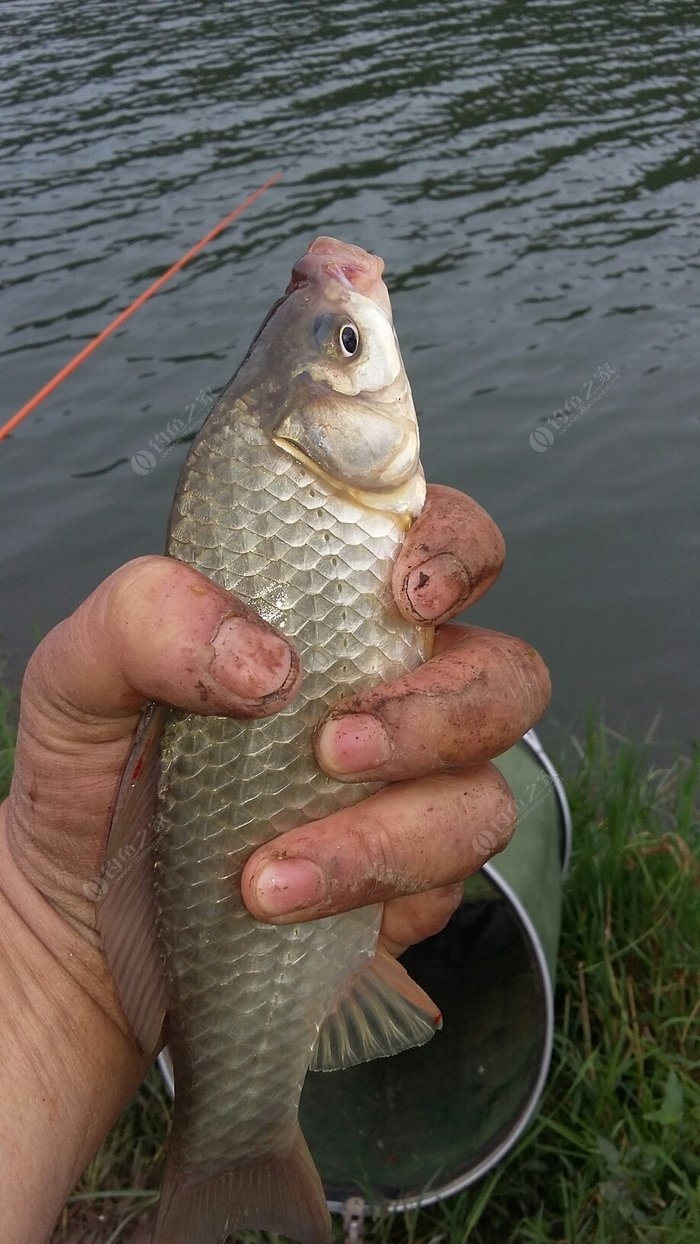 冬釣鯽魚技巧_冬季釣鯽魚怎么抓口_鯽魚冬天怎么釣