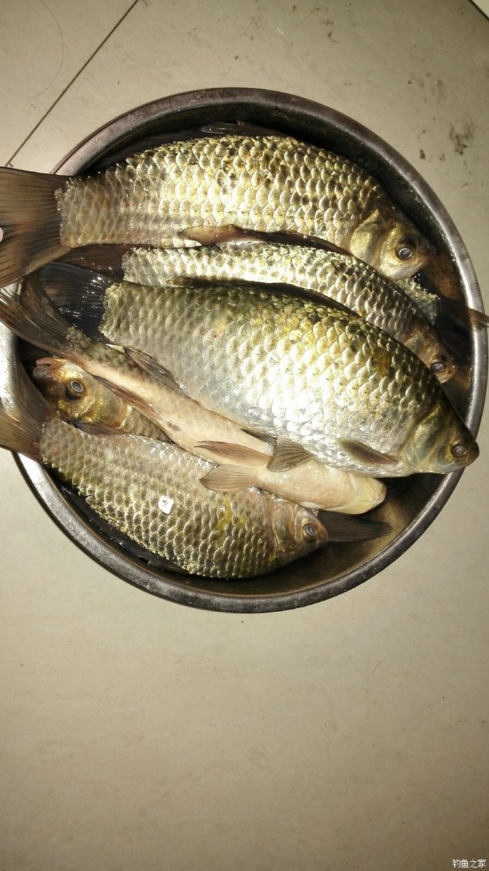 冬天哪種魚比較好釣？6個實用垂釣技巧