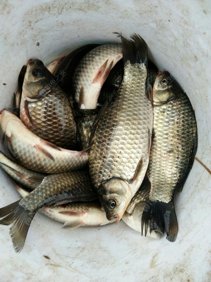 冬釣鯽魚技巧_鯽魚冬季怎么釣_釣鯽魚冬釣如何調漂