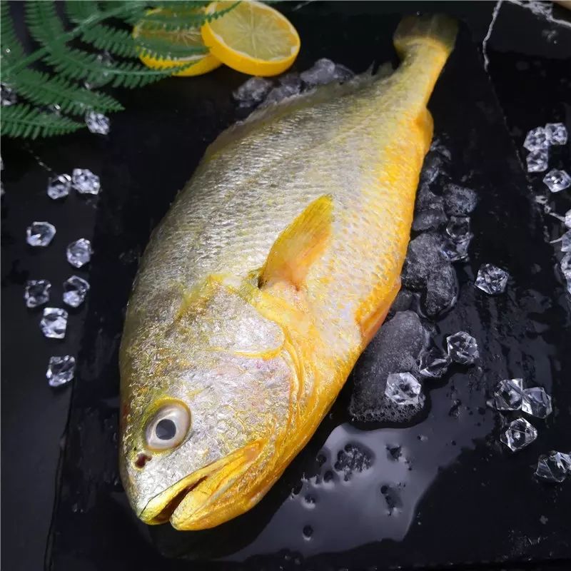 黃花魚市場價格_黃花魚的價格_黃花魚價格