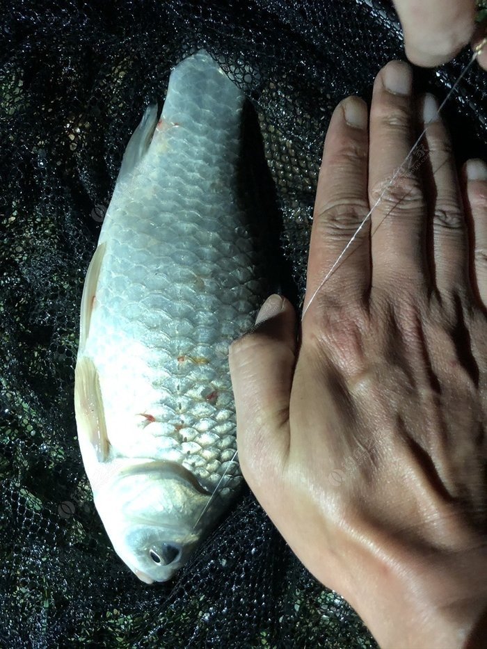 鲅魚長得快、一天一個樣，怎么辦？