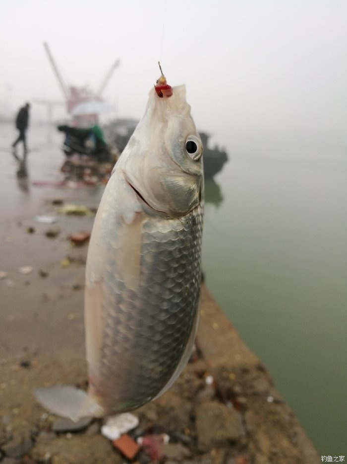 魚鉤的系法_魚鉤系法鉤系法_魚鉤系法教程