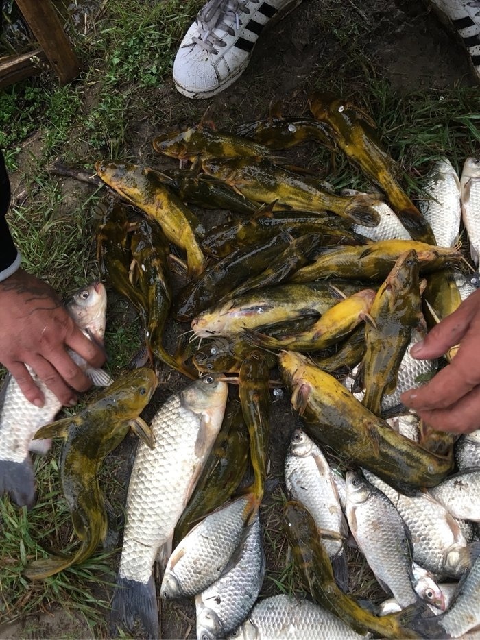 釣黃骨魚用什么餌最好_釣黃骨魚用什么商品餌最好_釣餌骨魚黃好用還是黑好