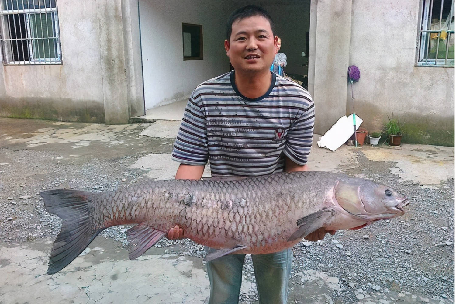 入秋以后就是大魚季，大青魚被成功釣上岸