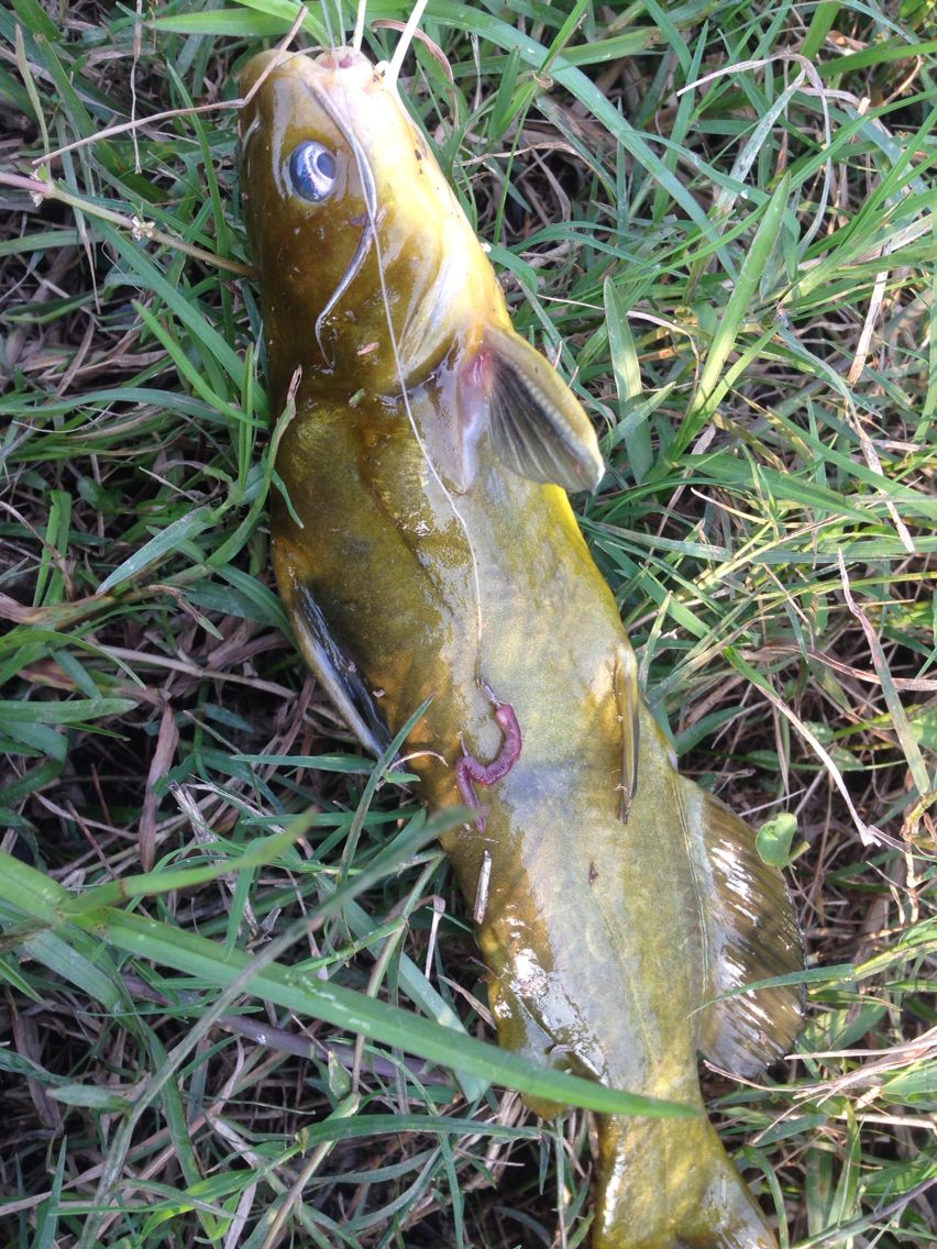 黃骨餌料_釣黃骨魚用什么餌最好_釣餌骨魚黃好用還是黑好