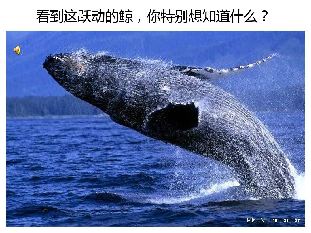 鯨魚的祖先_鯨魚的先祖是誰_鯨魚祖先進化圖
