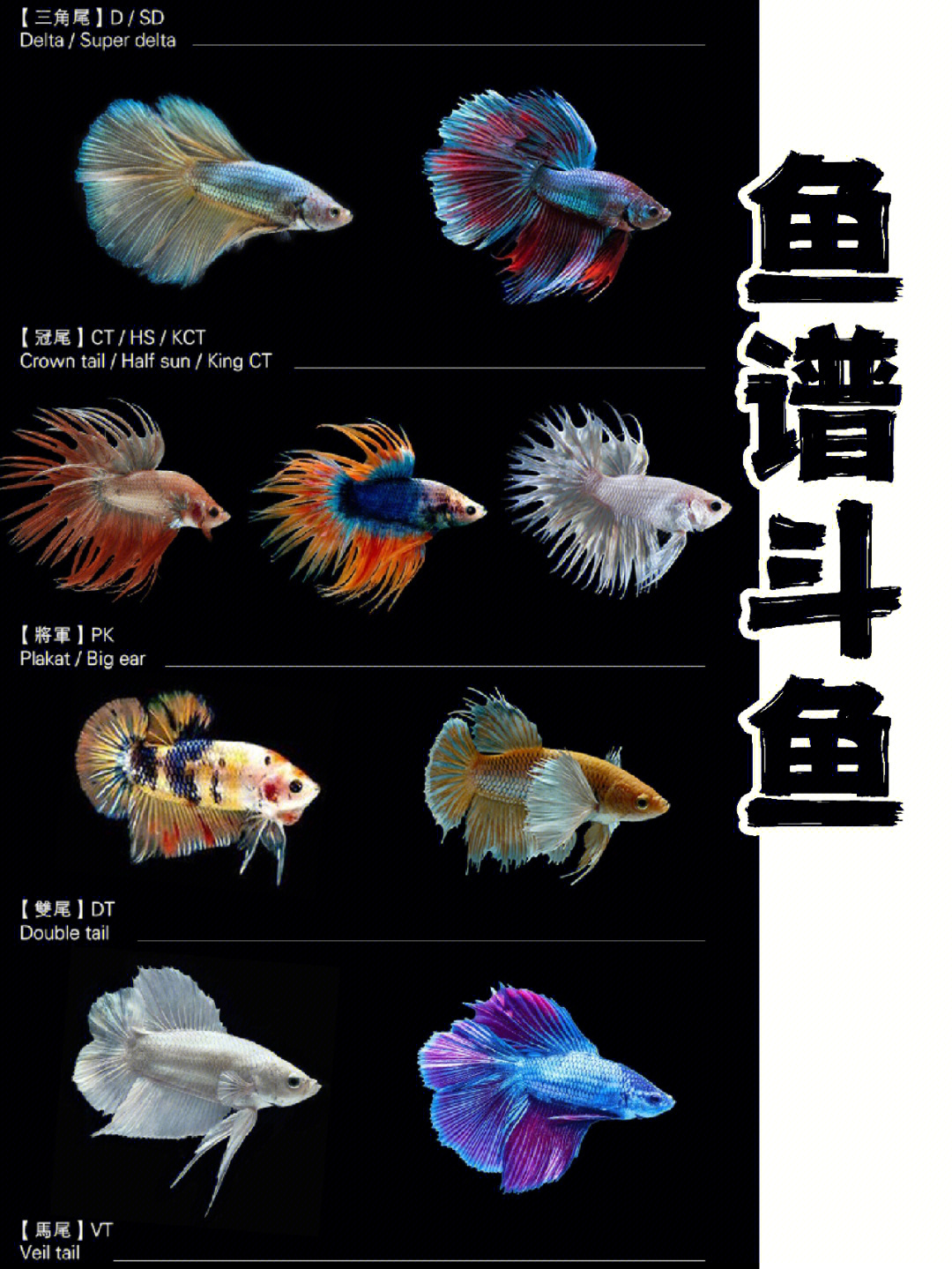poeciliareticulata孔雀花鳉（麗麗魚）孔雀魚的表現