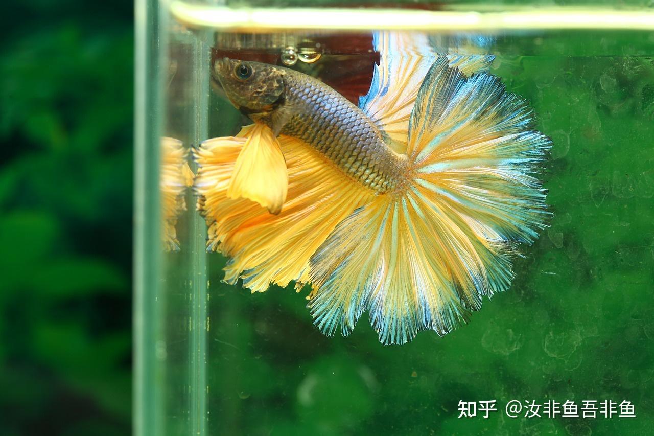 月光魚兇不兇_紅月光魚_月光魚紅箭魚區別