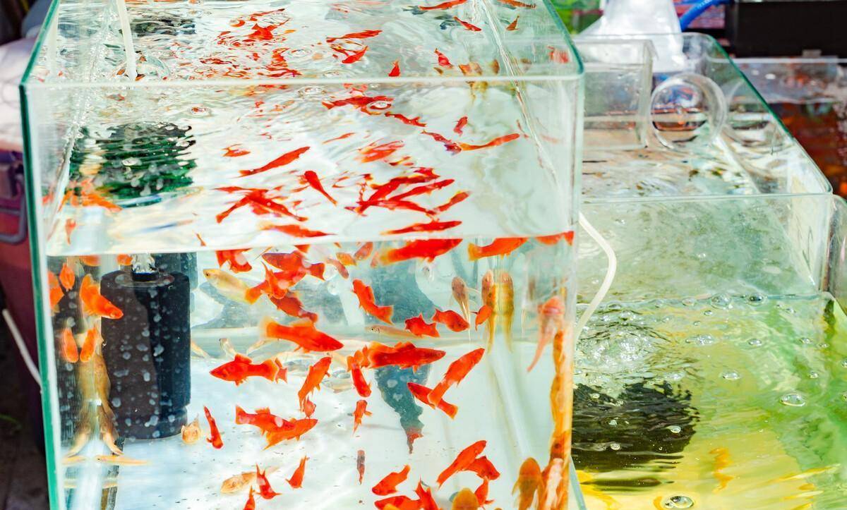 哪些熱帶魚適合新手，喜歡熱帶魚的朋友一起了解下