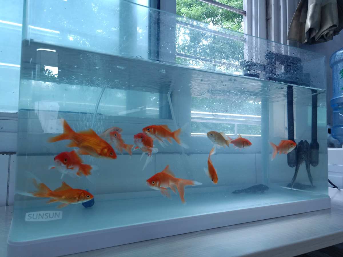 月光魚_月光魚兇不兇_紅月光魚