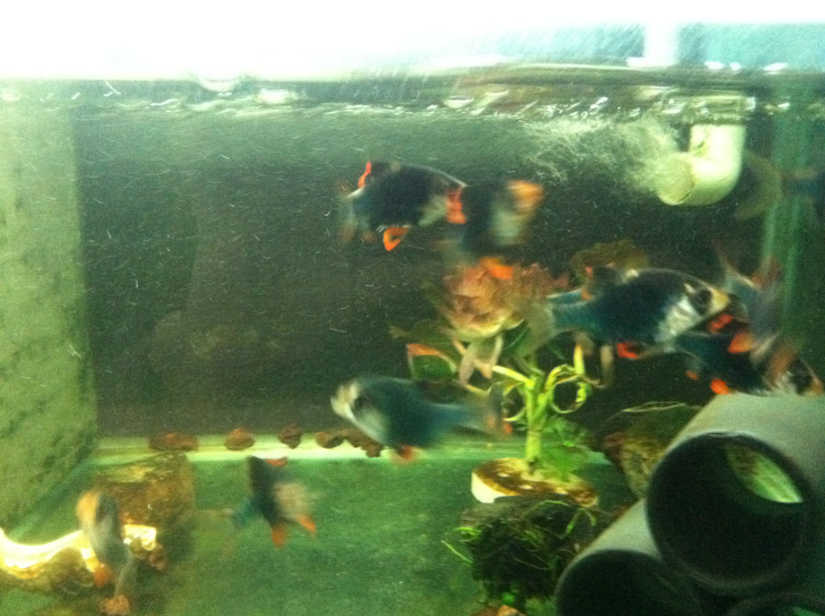 月光魚_月光魚兇不兇_紅月光魚