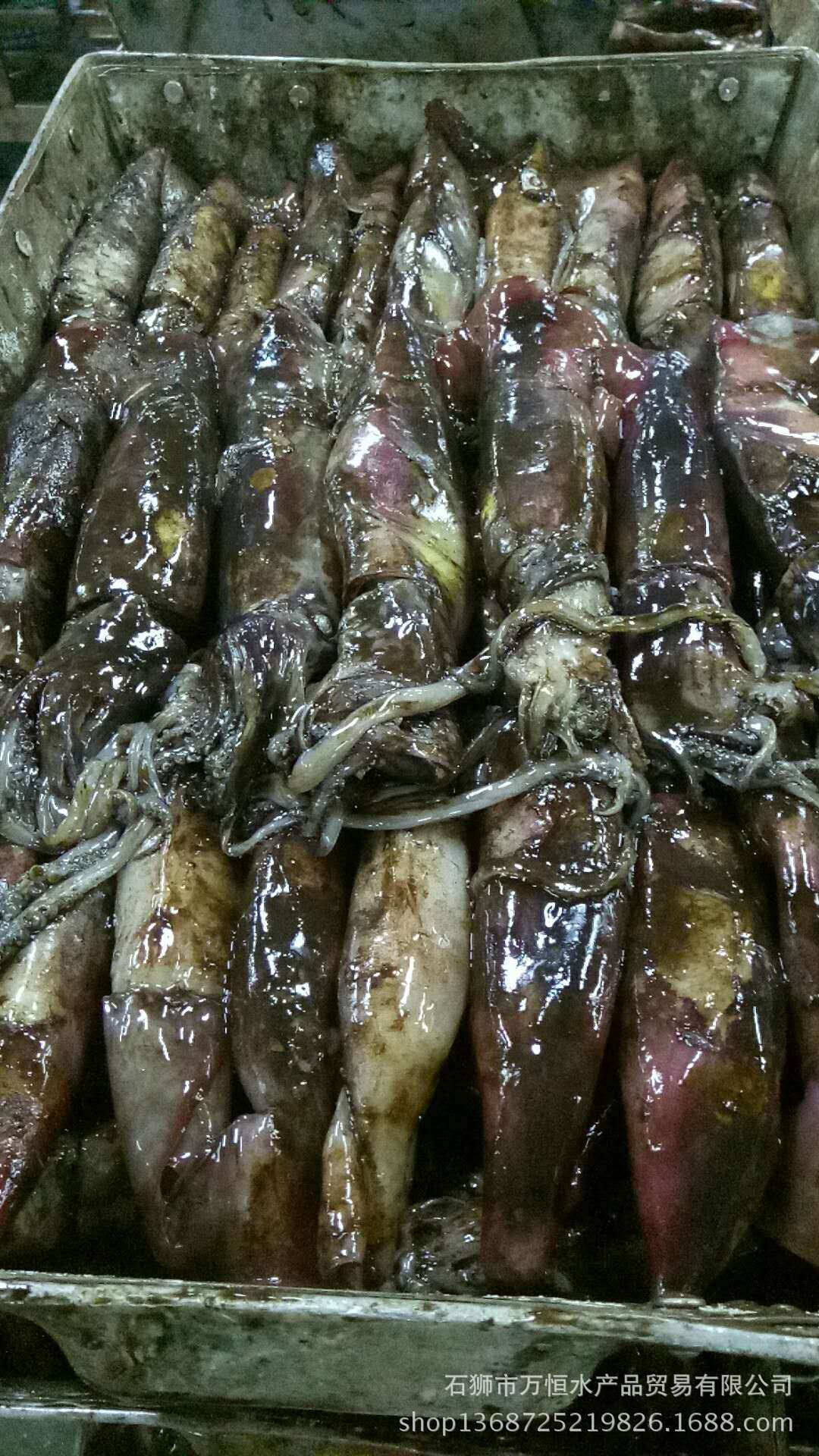 火焰烏賊 思越木結構|頭足類動物的華麗一生！