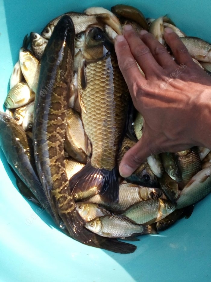 別為了避小魚餌棄用葷餌，不要理會！