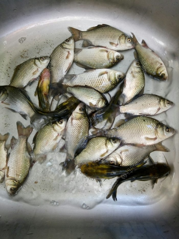 釣魚找窩最簡單方法_釣魚如何找窩_野釣找魚窩