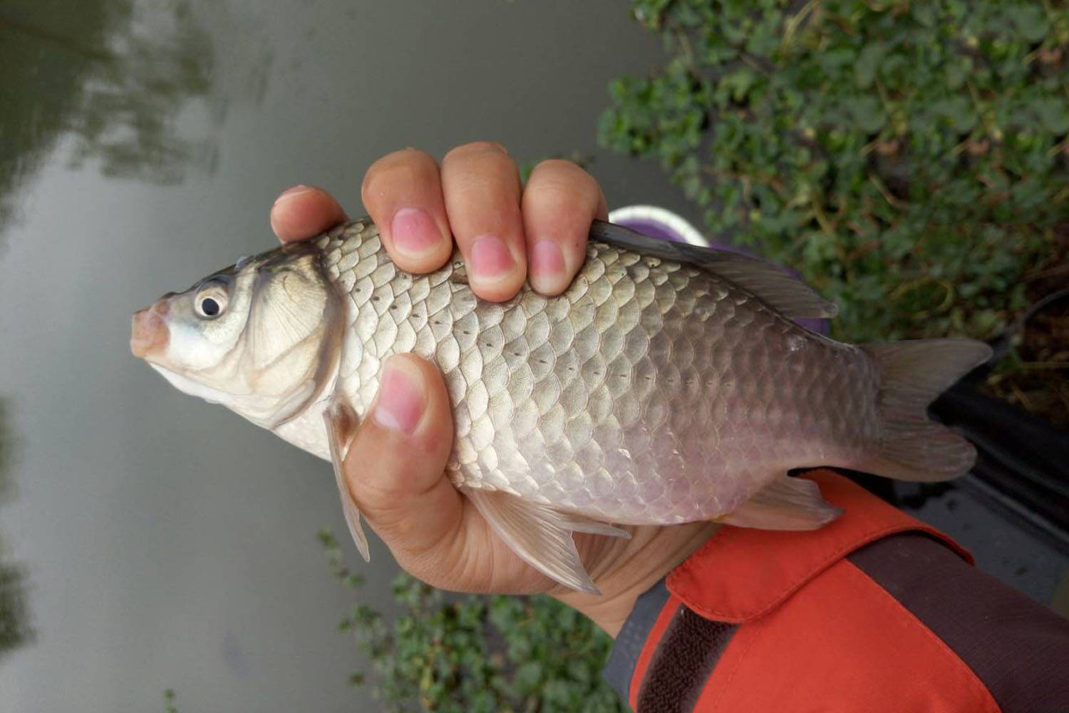 蓑笠哥：秋季釣大鯽魚的攻略和經驗分享