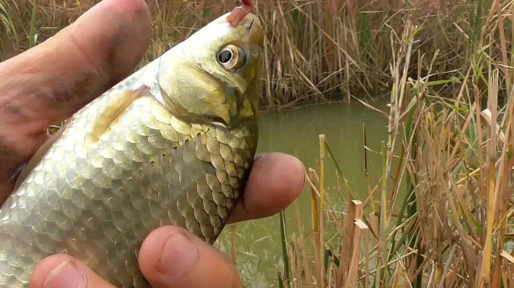 釣秋季鯽魚技巧和方法_秋季釣鯽魚技巧_釣秋季鯽魚技巧視頻