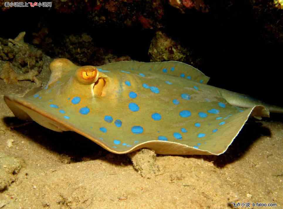 鰩魚和魔鬼魚的區別、體型區別和魚鰭區別？