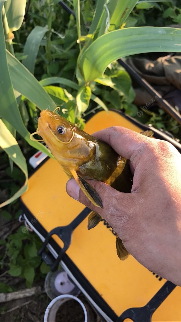 （釣魚技巧）春季釣黃骨魚的技巧！！