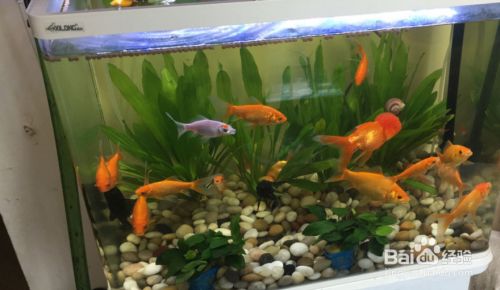 慈世堂：金魚飼養金魚的風水禁忌！！