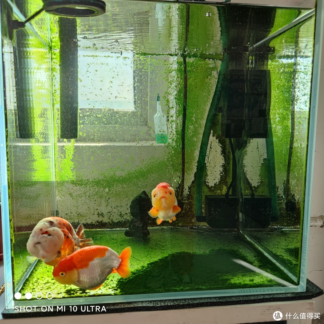 怎樣養金魚_金魚養幾條最好最吉利_金魚養幾條合適在家里