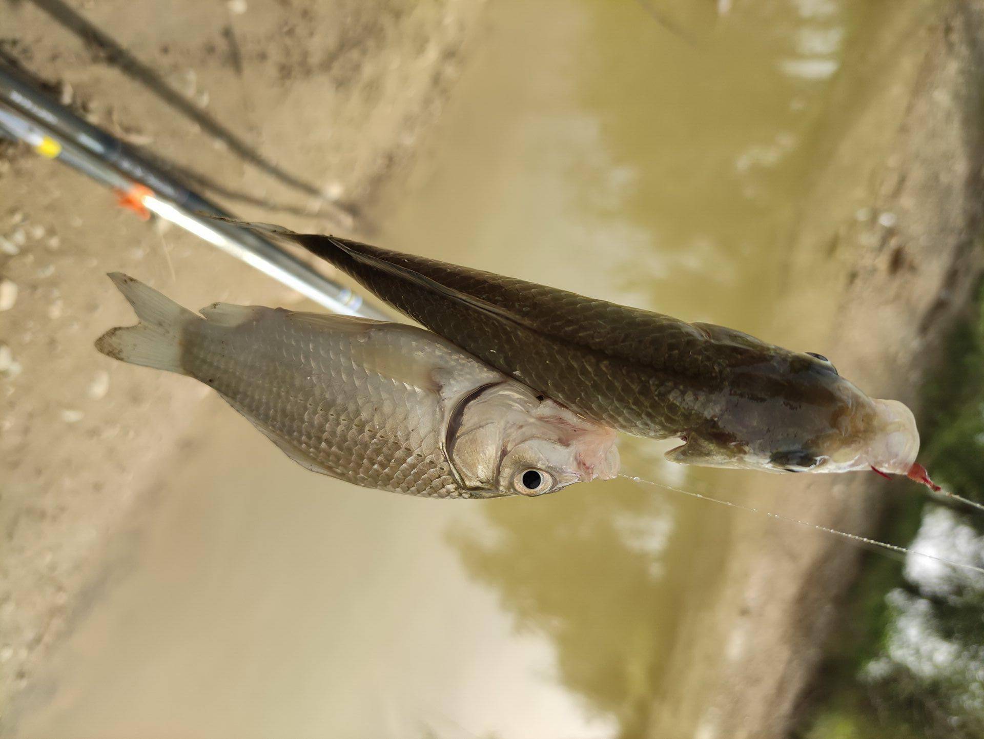 為什么說伊勢尼魚鉤容易跑魚？原因是什么？
