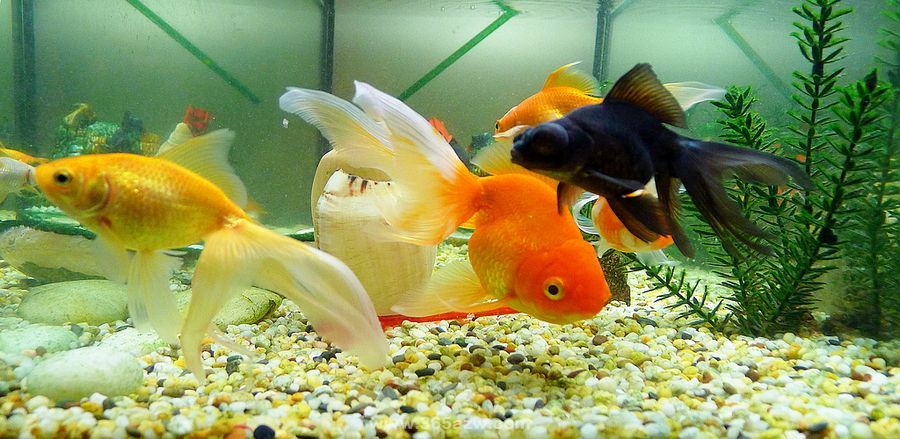 養黑色的魚有什么說法?養魚風水禁忌是什么?