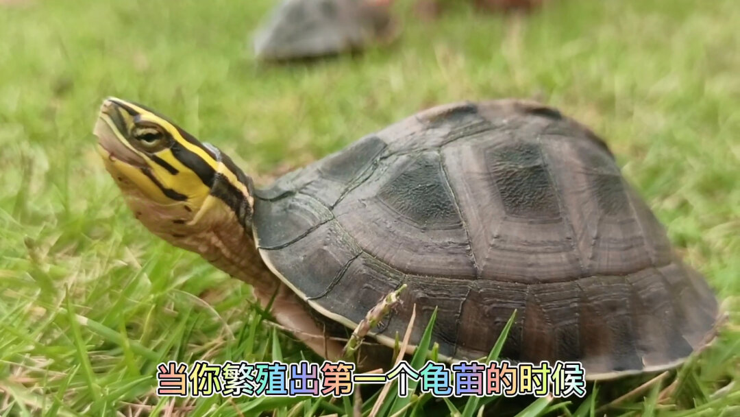 烏龜的拼音怎么讀_烏龜拼音讀法怎么讀_烏龜拼音讀法怎樣讀