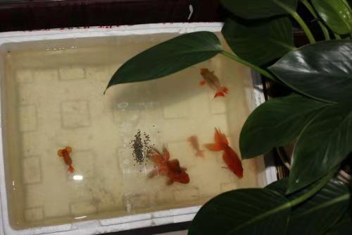 怎樣養金魚_金魚養幾條最好最吉利_金魚養幾條合適在家里
