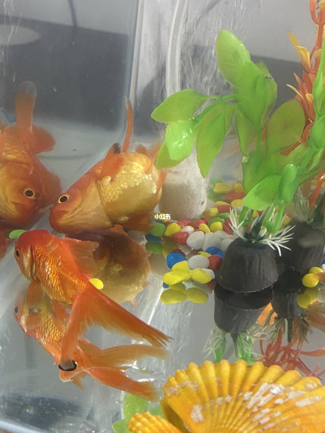金魚養幾條最好最吉利_金魚養幾條合適在家里_怎樣養金魚
