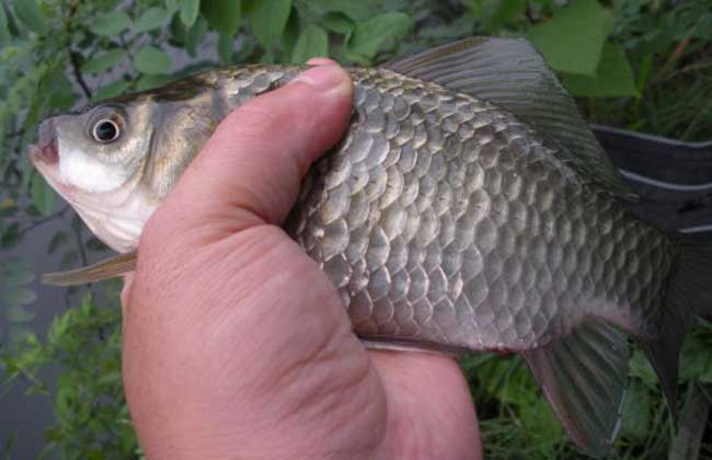 （釣魚技巧）秋季釣鯽魚餌料的選擇及注意事項