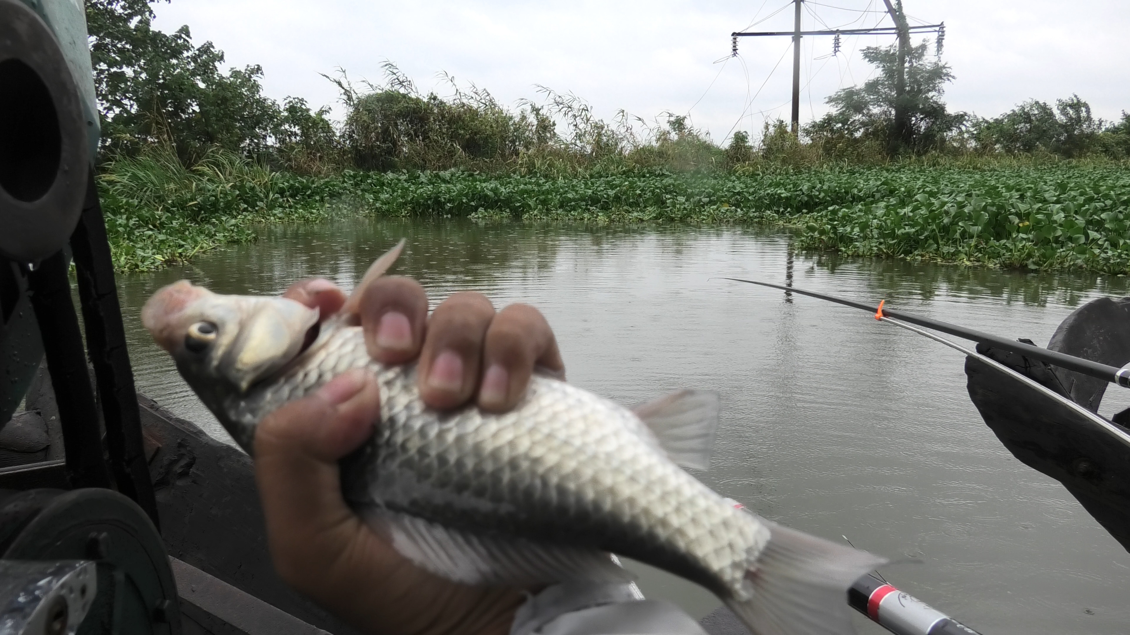 視頻鯽魚野釣視頻大全_野釣視頻鯽魚_野釣鯽魚視頻
