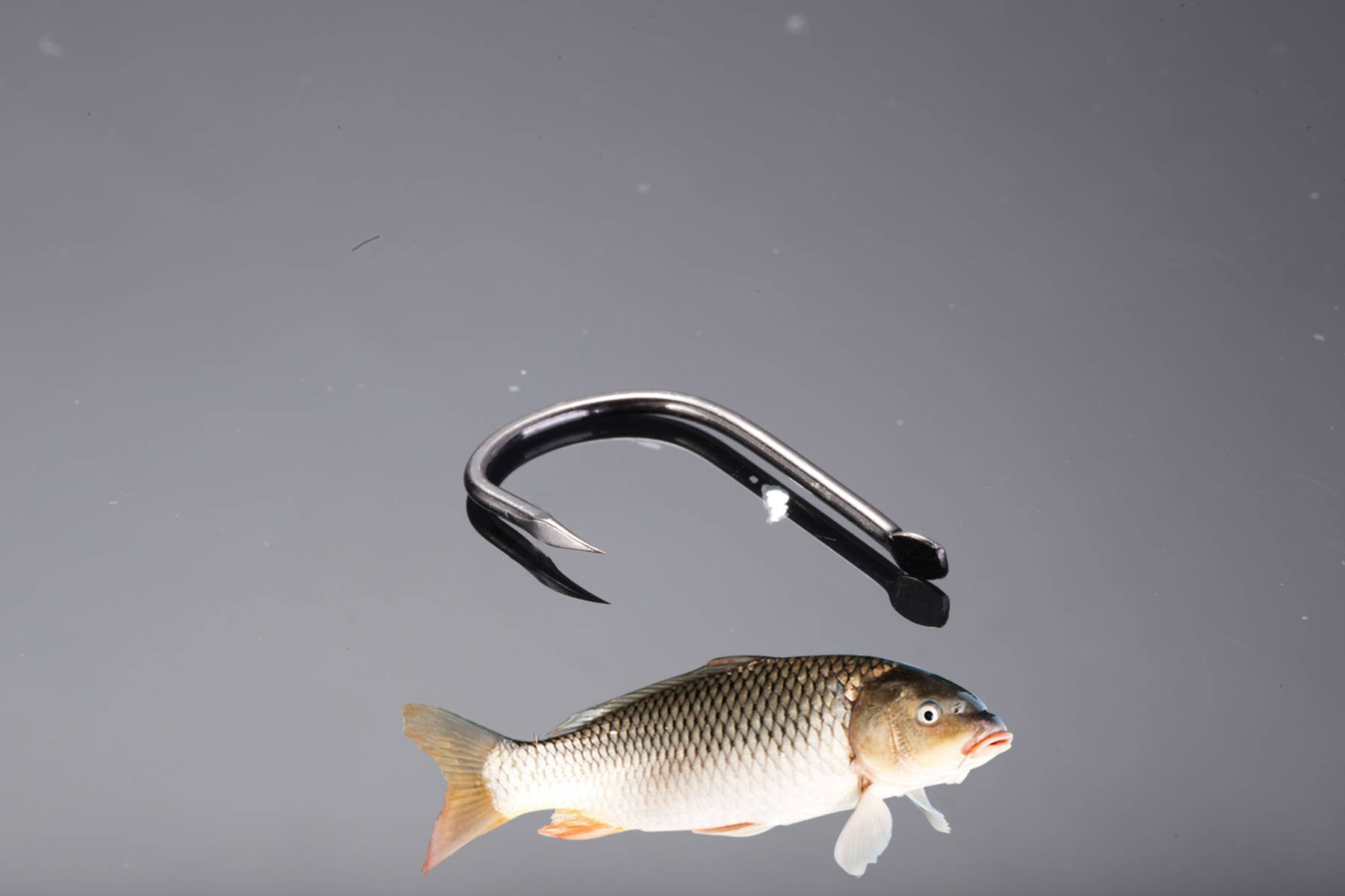 秋季釣鯉魚的成功率，學學佳佳的方法！