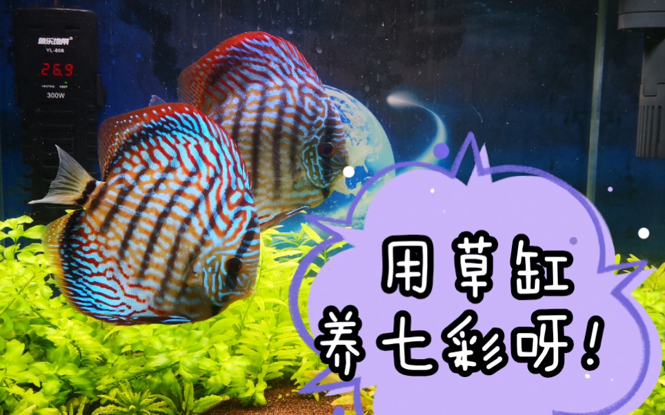 誰都有新手的時候，哪天我也要養上七彩