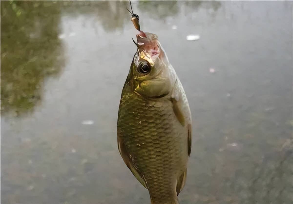 （釣魚技巧）秋季釣鯽魚離底的注意事項！