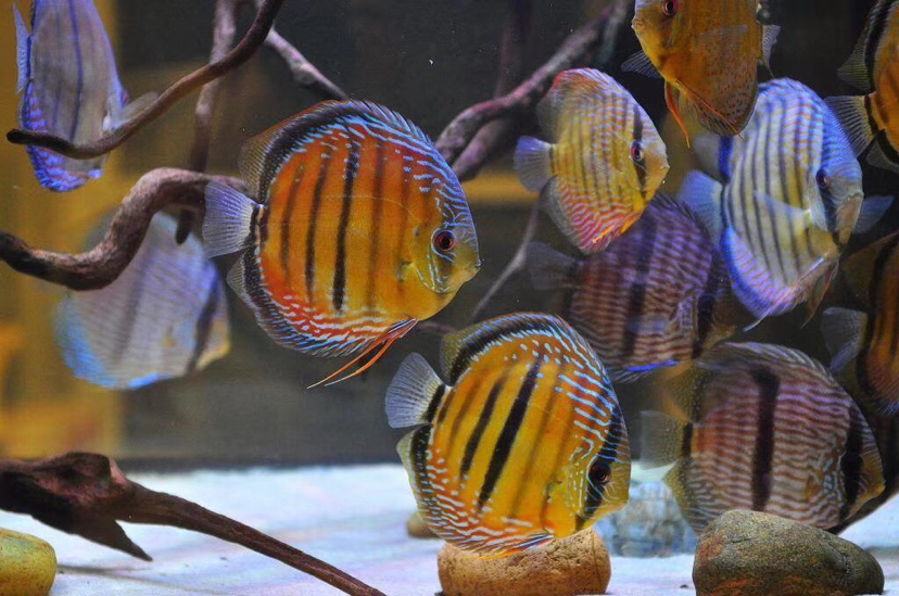七彩神仙魚怎么養？七彩魚常見疾病癥狀及防治方法