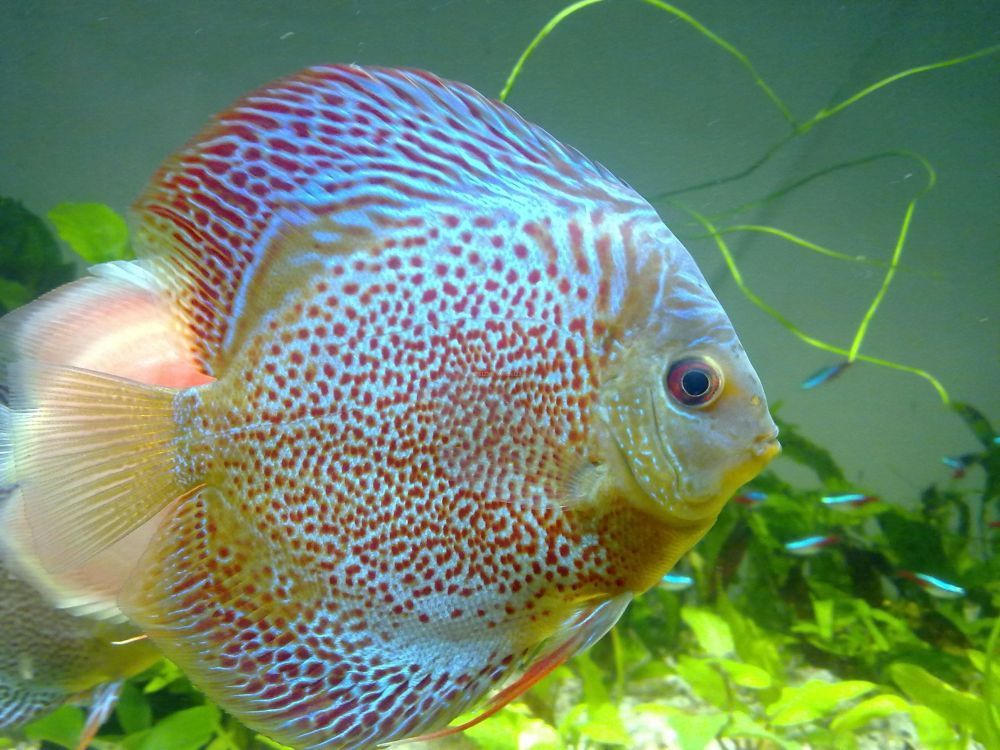 神仙七彩魚壽命是多少_七彩神仙魚_神仙七彩魚圖片