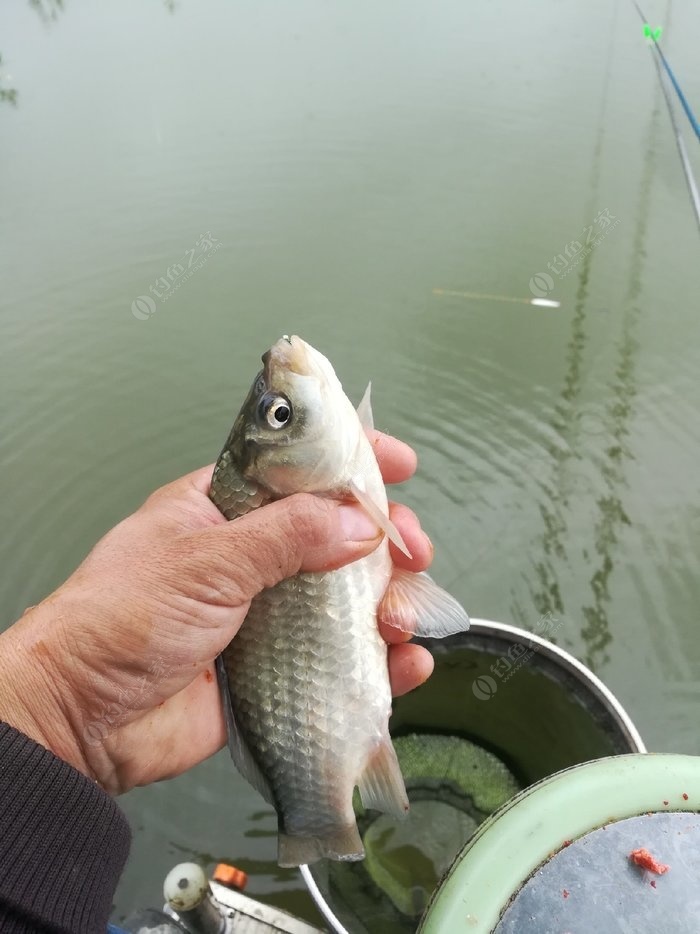 秋季釣鯽魚最好選擇天然草洞，或者草逢，草邊