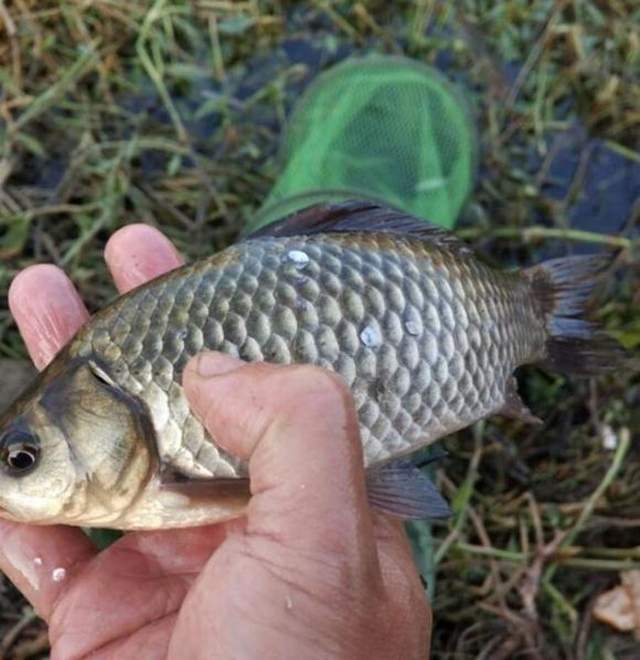 秋季釣鯽魚技巧_釣秋季鯽魚技巧和方法_秋季鯽魚釣法