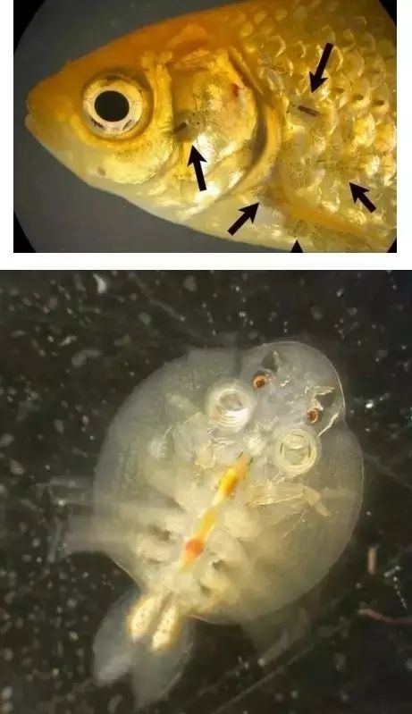 七彩神仙魚_神仙七彩魚好不好養_神仙七彩魚壽命是多少