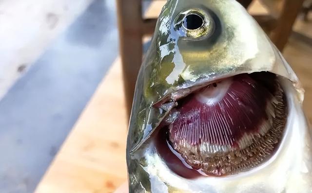 七彩神仙魚_神仙七彩魚壽命是多少_神仙七彩魚好不好養