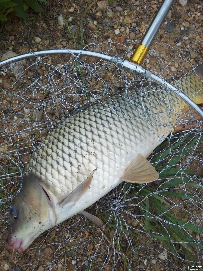 鯽魚技巧野釣視頻_野釣鯽魚技巧_鯽魚野釣方法