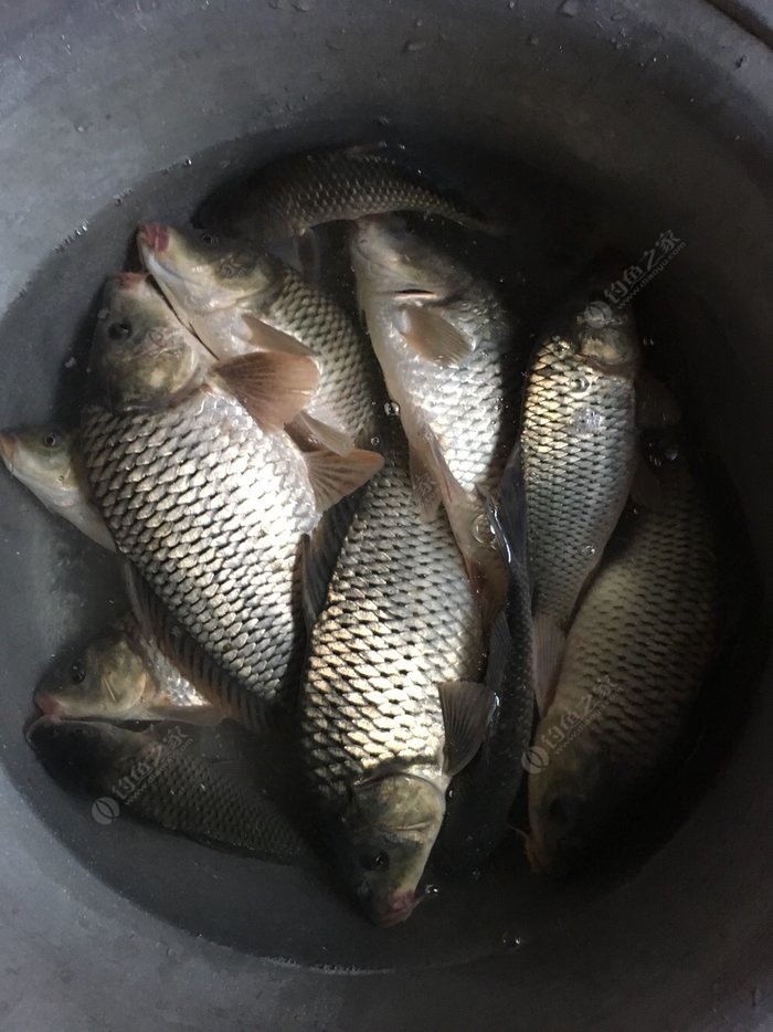 鯽魚野釣方法_鯽魚技巧野釣視頻_野釣鯽魚技巧