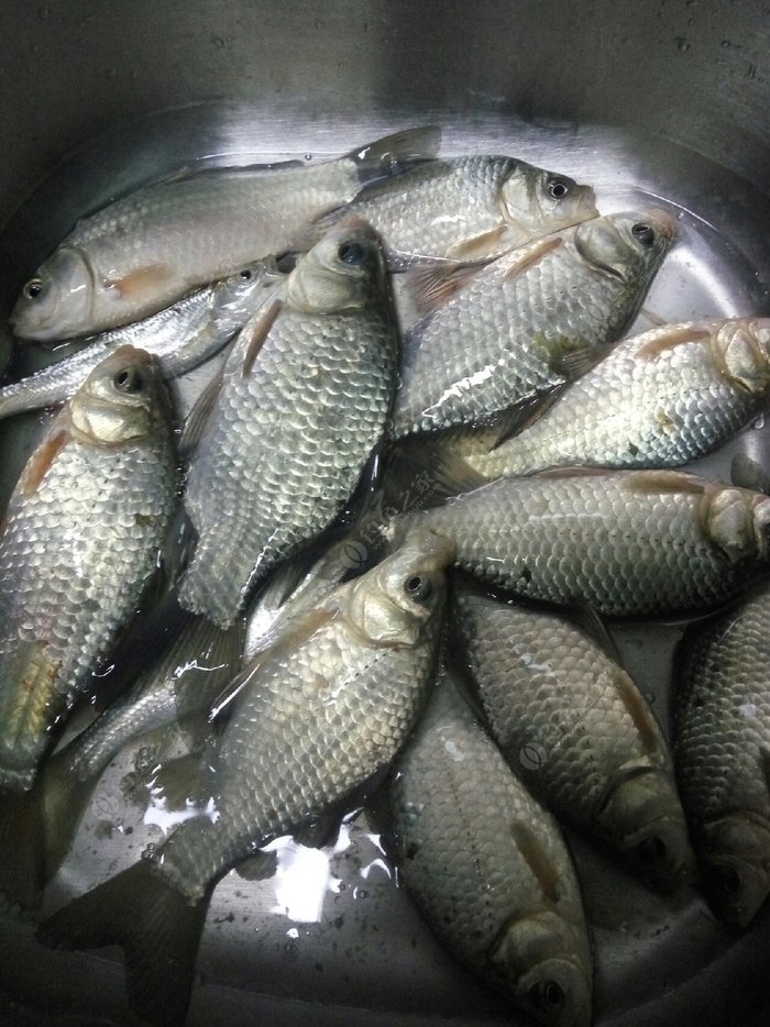 鯽魚野釣方法_野釣鯽魚技巧_鯽魚技巧野釣視頻