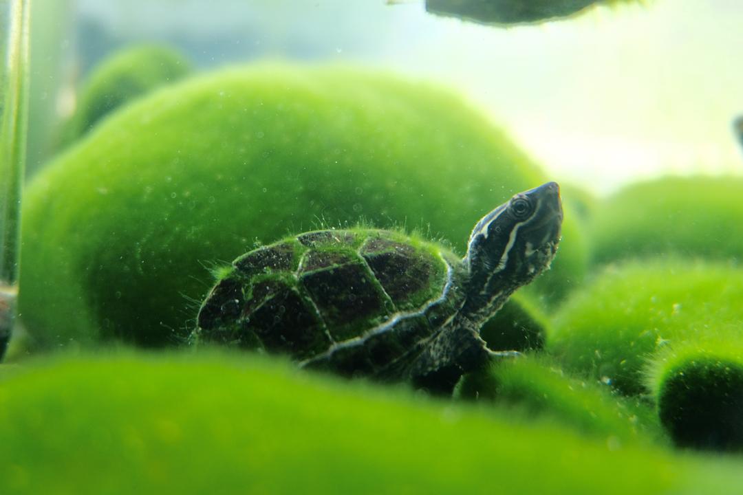 太平洋綠龜的資料_太平洋蠵龜_太平洋綠龜圖片