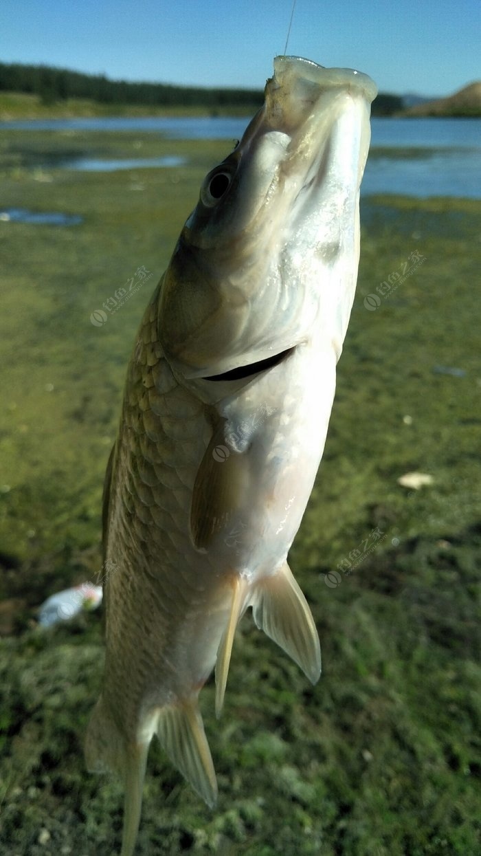 （釣魚技巧）虎皮蚯蚓釣鯽魚子線的經驗分享