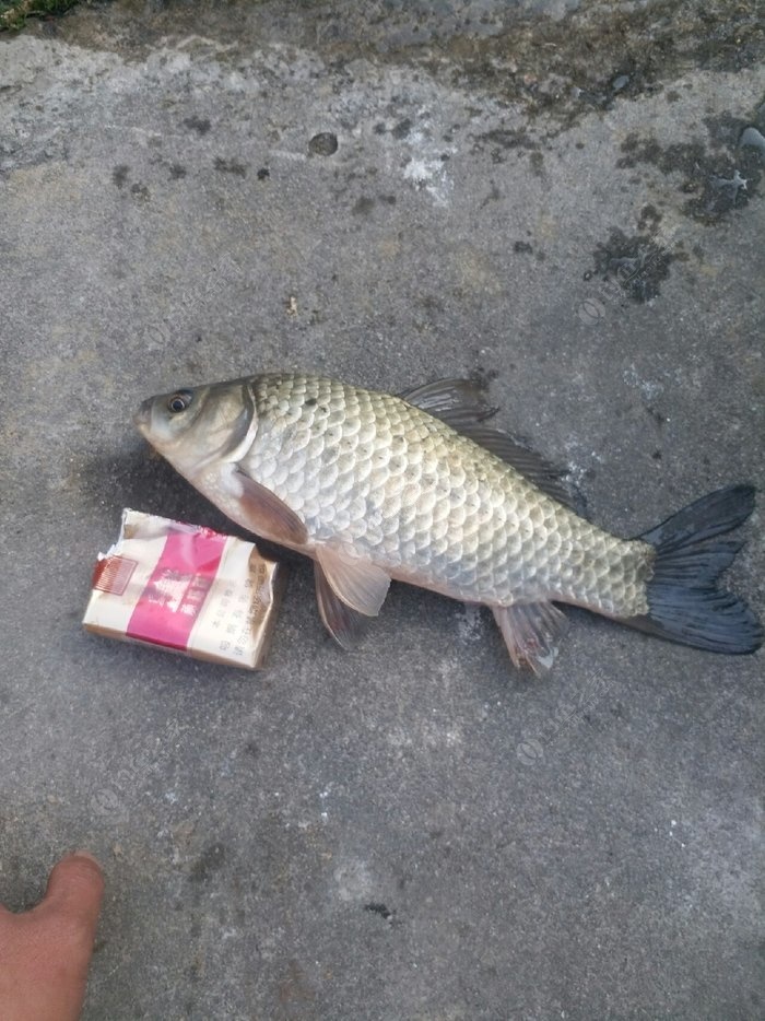 鯽魚野釣釣法_野釣鯽魚_鯽魚野釣用什么餌料