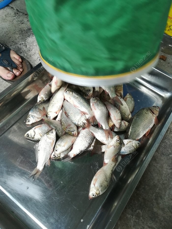 釣鯉魚餌料配方釣魚人必看_最佳釣鯉魚餌料配方大全_釣鯉魚的最佳線組及餌料配方
